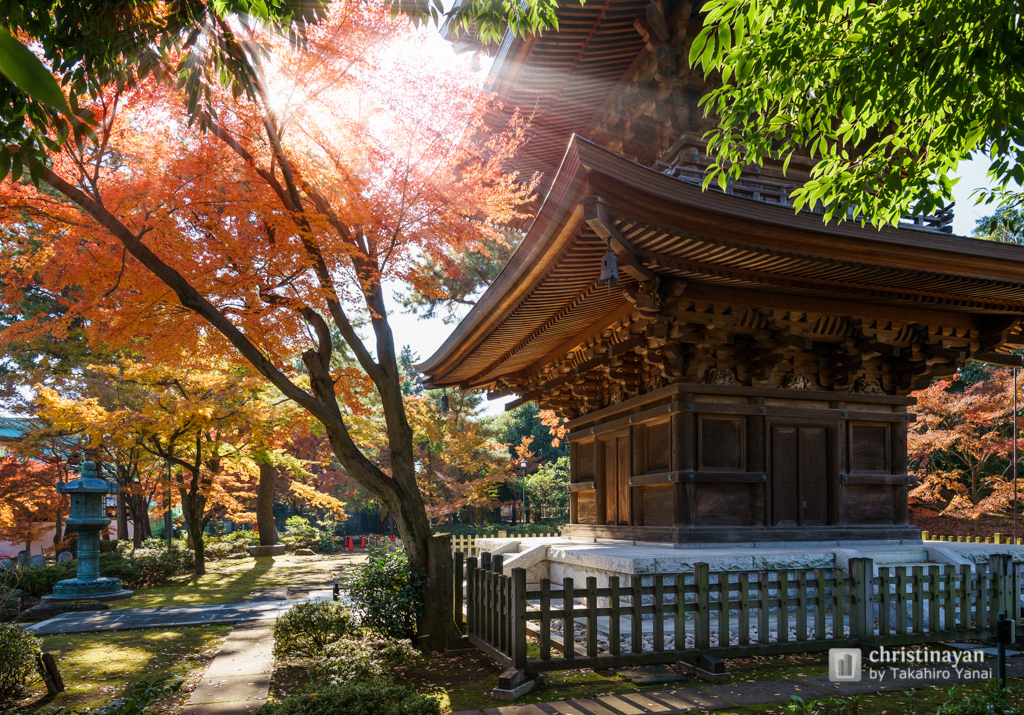 Gotokuji Temple in autumn (豪徳寺)