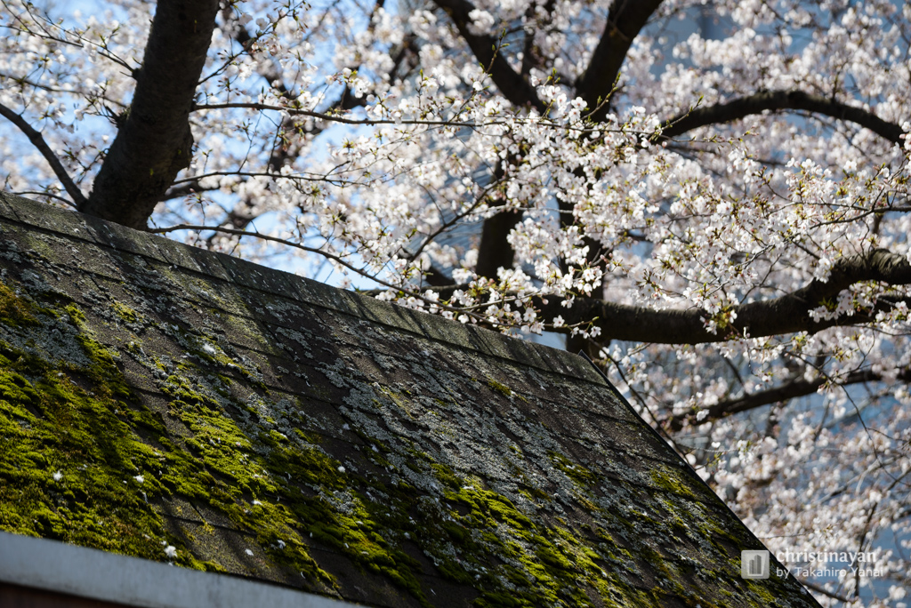 Cherry Blossom of Yokoamicho Park (横網町公園)