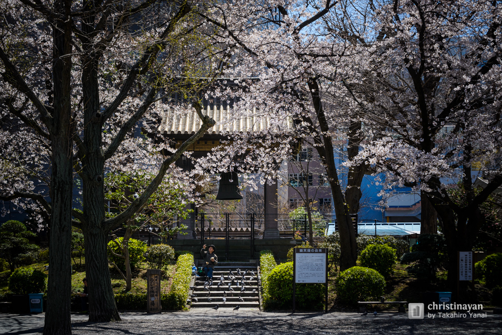Cherry Blossom of Yokoamicho Park (横網町公園)