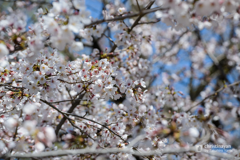 Cherry Blossom of Yokoamicho Park (横網町公園)