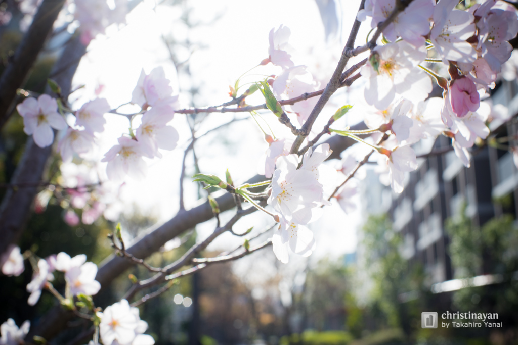 Yokojikkengawa in spring (横十間川の春)