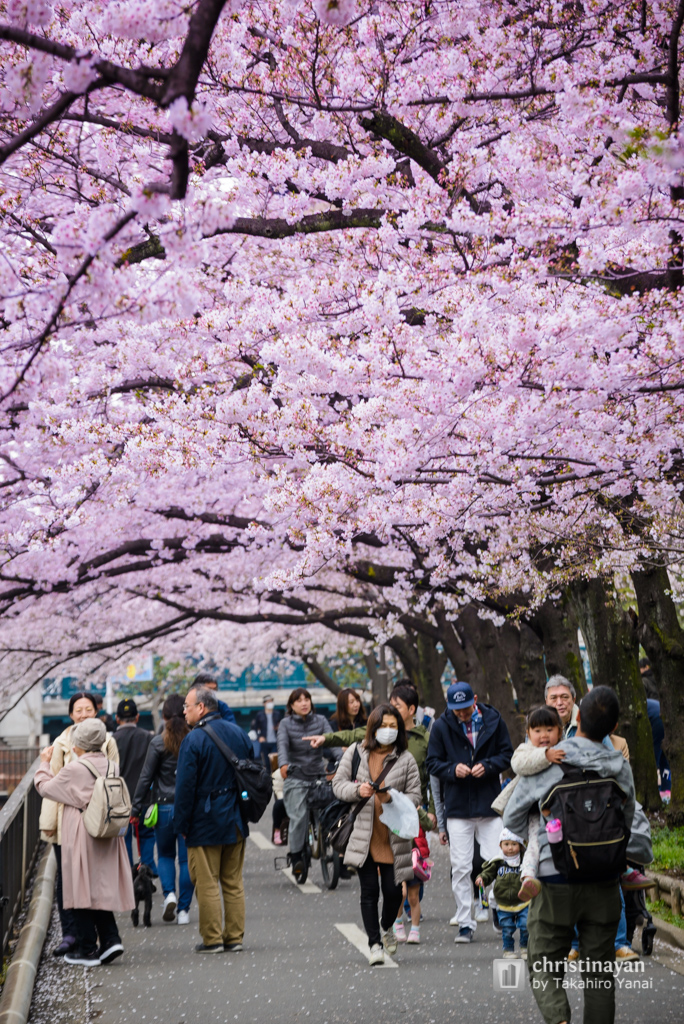 Yokojikkengawa in spring (横十間川の春)