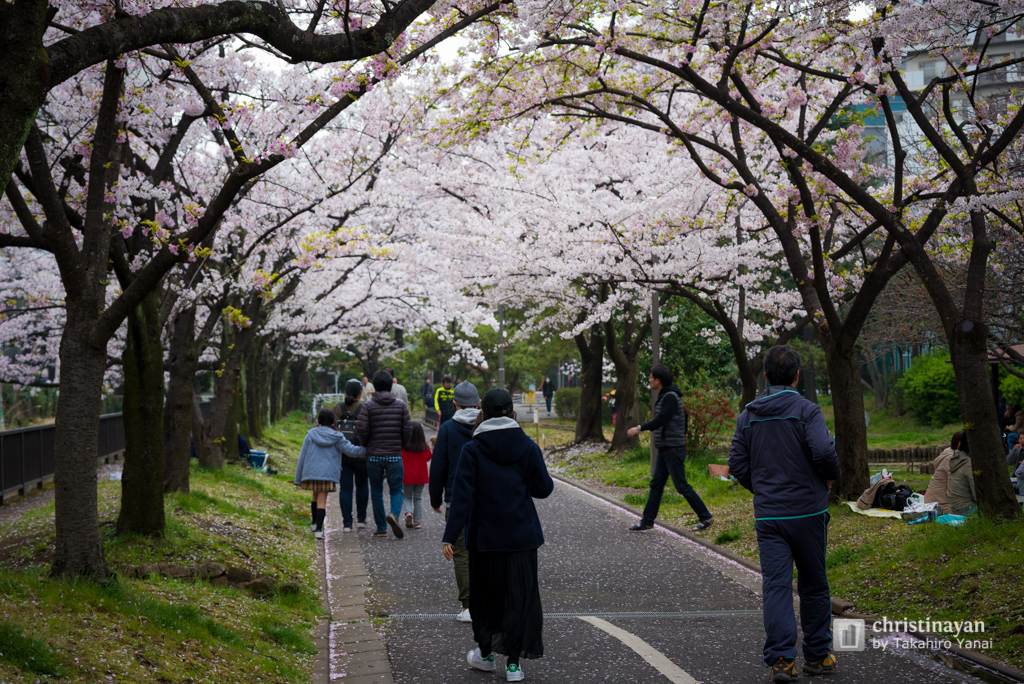 Yokojikkengawa in spring (横十間川の春)