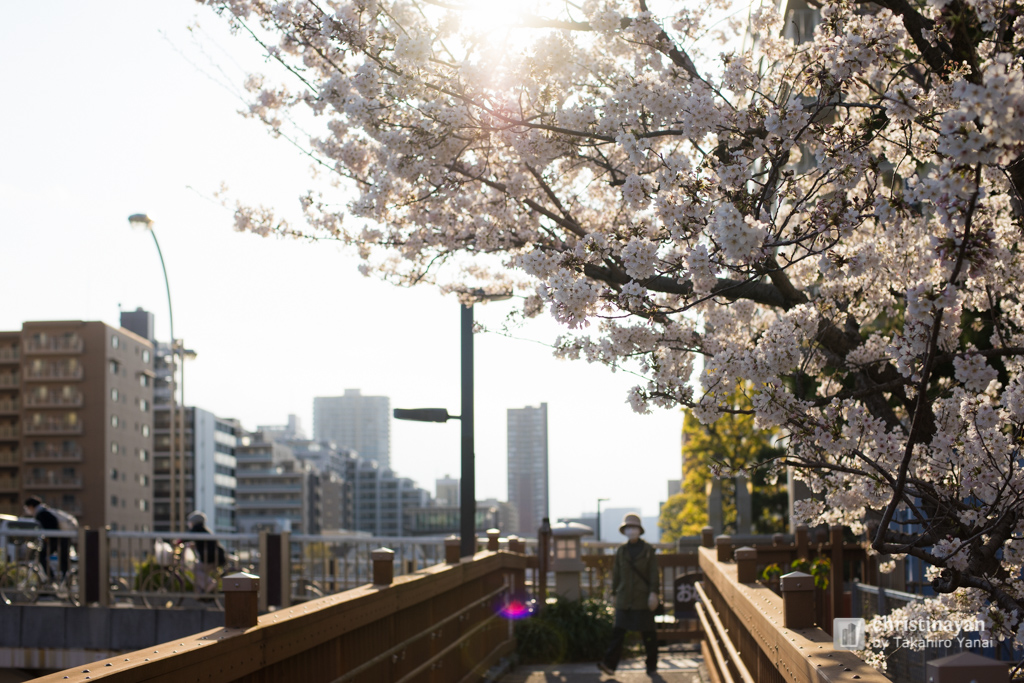 Yokojikkengawa in spring (横十間川の春)