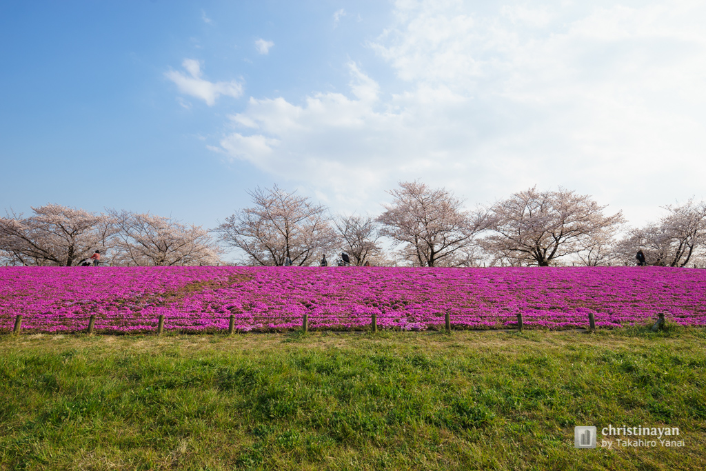 Shin-Arakawa River Oh-hashi Ryokuchi in spring (新荒川大橋緑地の春)