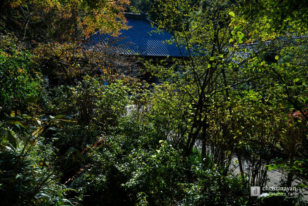 Garden of Meigetsu-in (福源山 明月院)