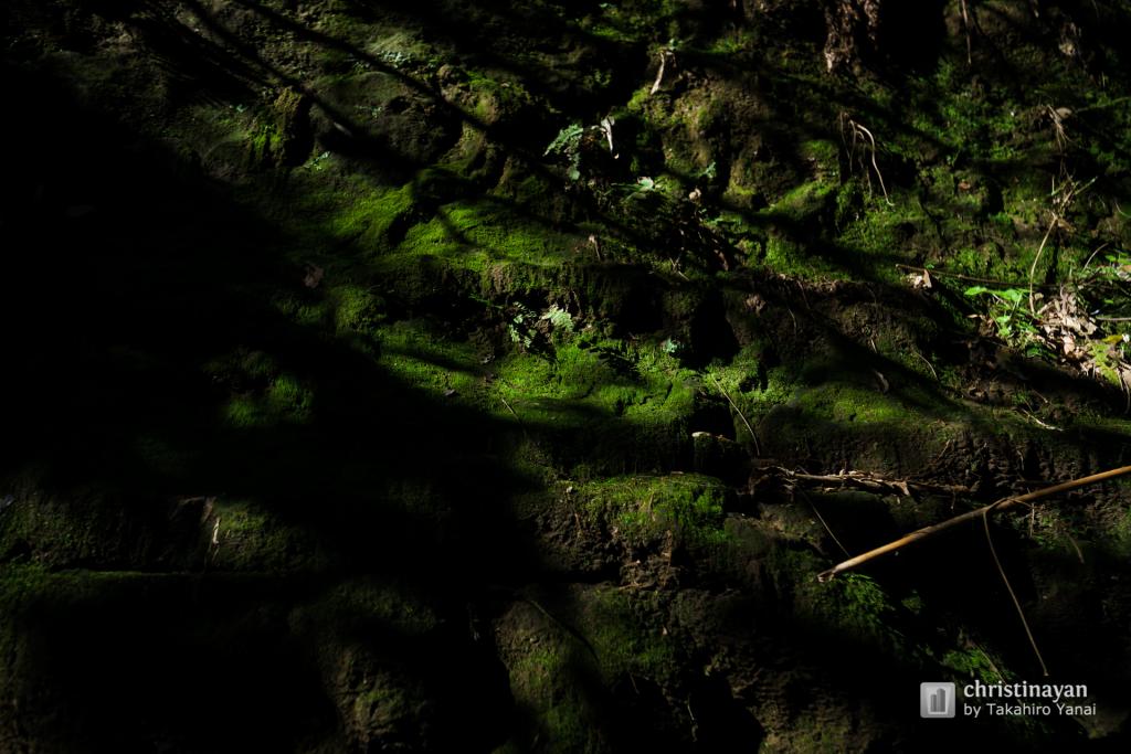 Garden of Meigetsu-in (福源山 明月院)