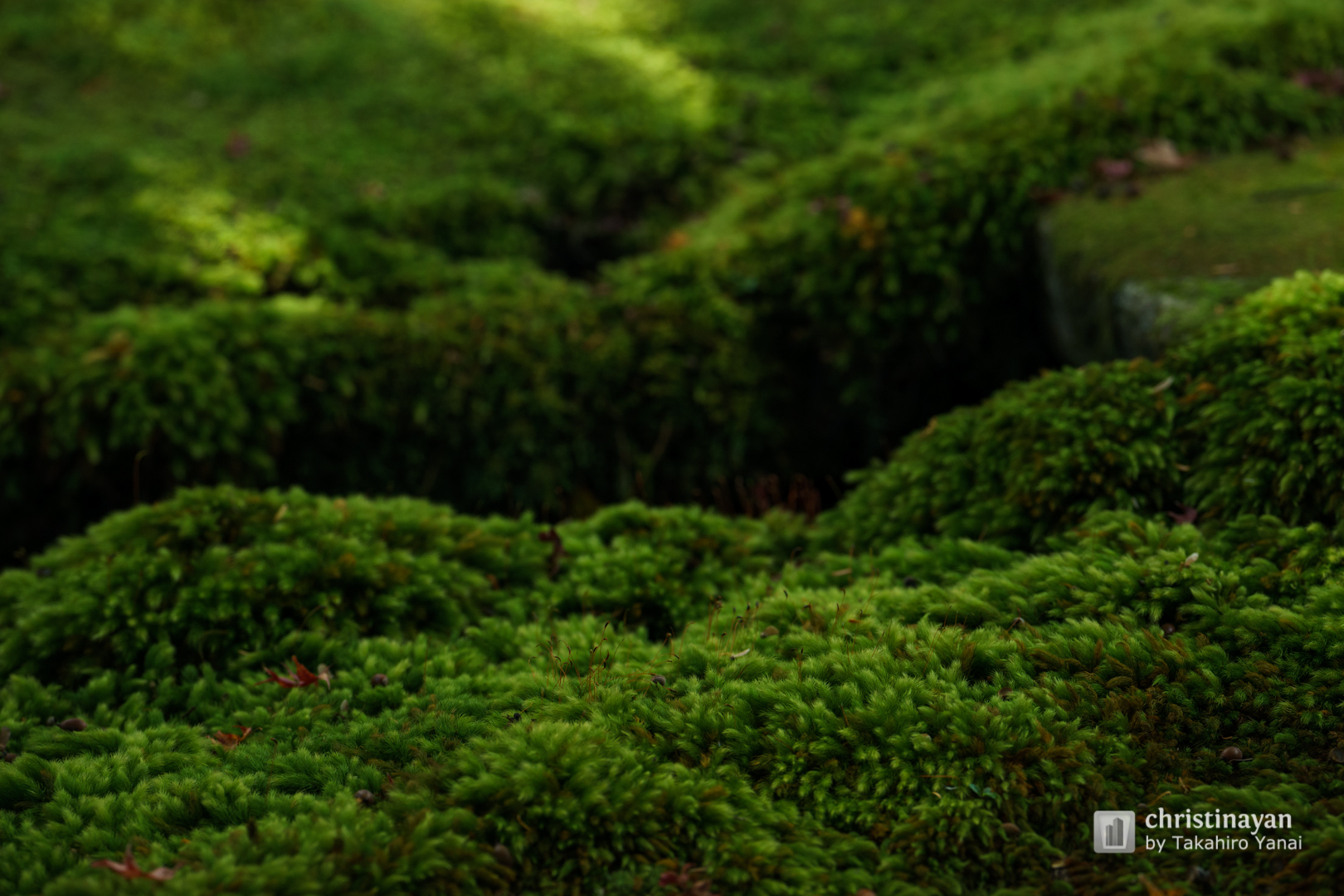 Garden of Kyu-Chikurinin Garden (旧竹林院)