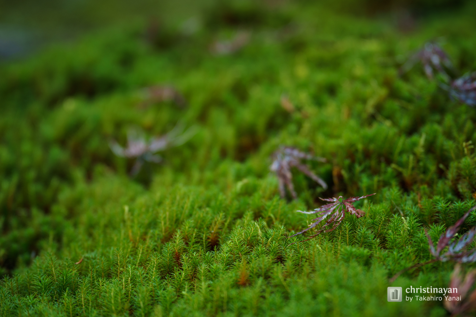 Garden of Ritsuin (律院)