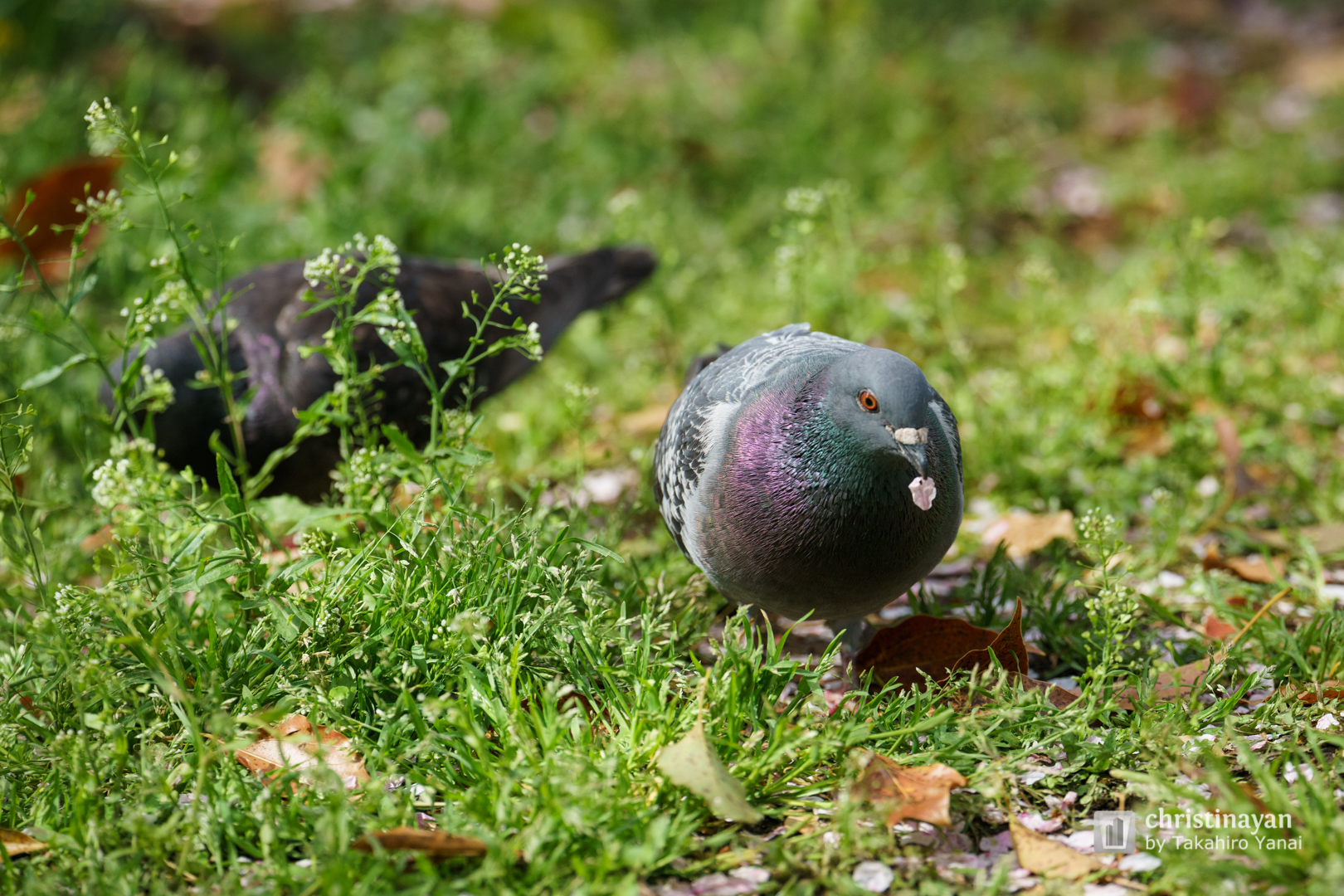 Sendai Horigawa Park in equirectangular (仙台堀川公園)