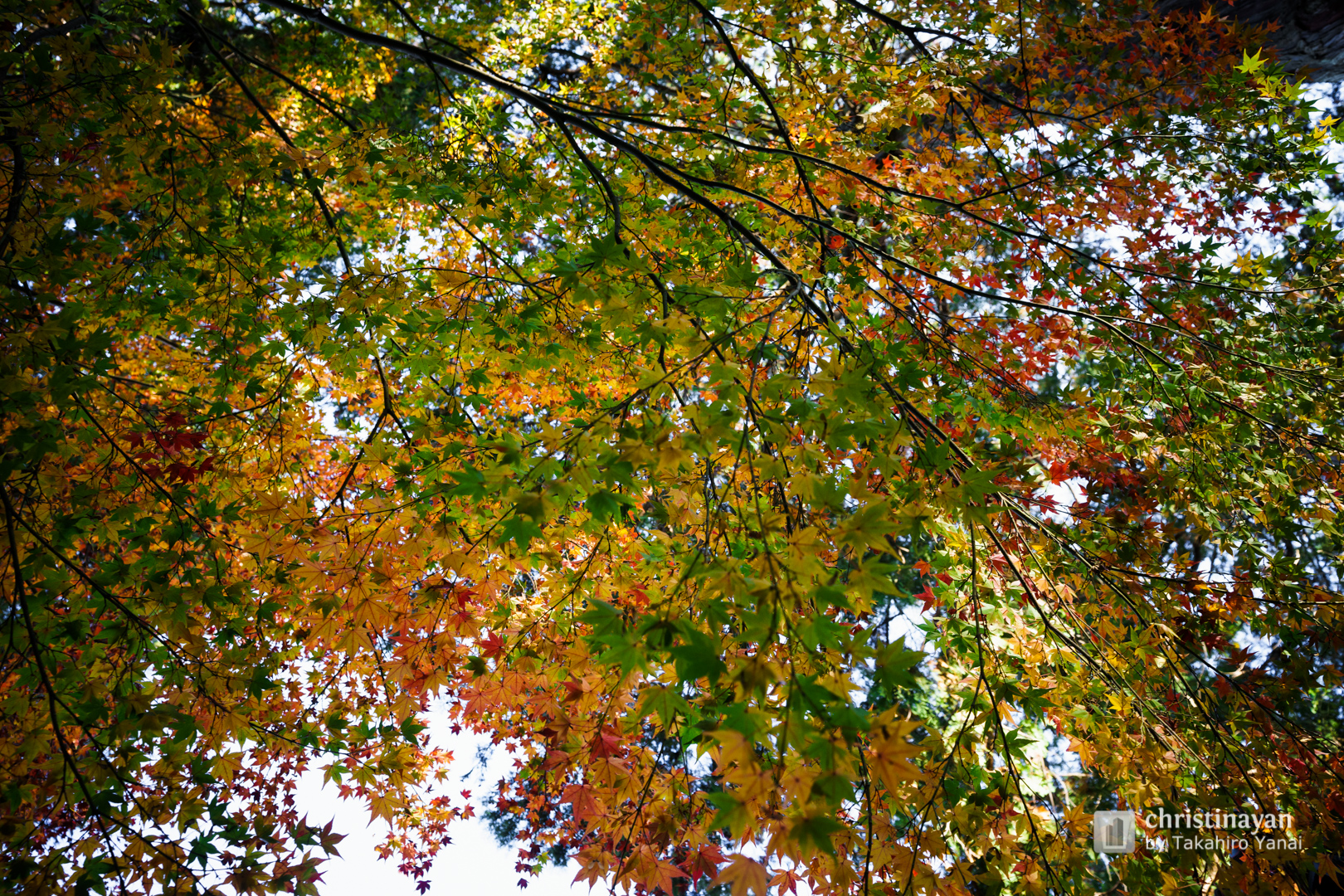 Exterior view of Tada Shrine (多田神社)