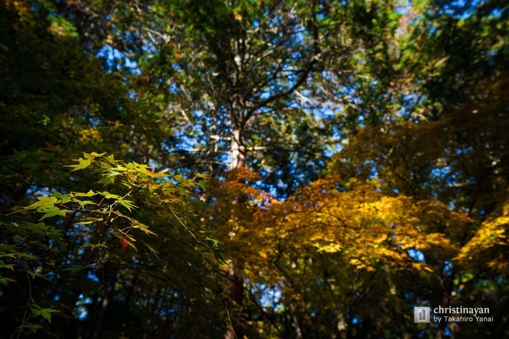Exterior view of Tada Shrine (多田神社)