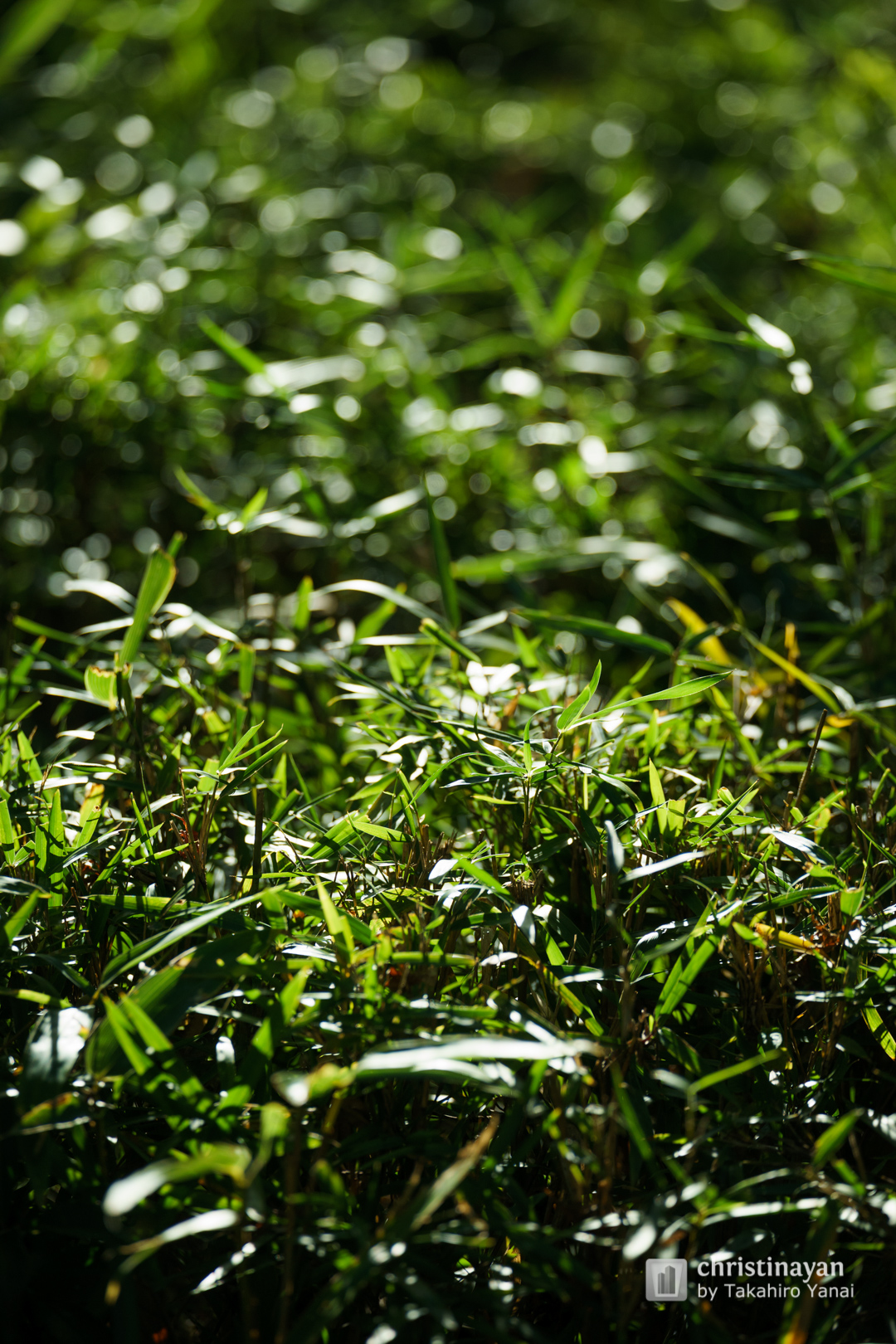 Exterior view of Expo 70 Commemoration Park, Japanese garden (日本万国博覧会記念公園　日本庭園)