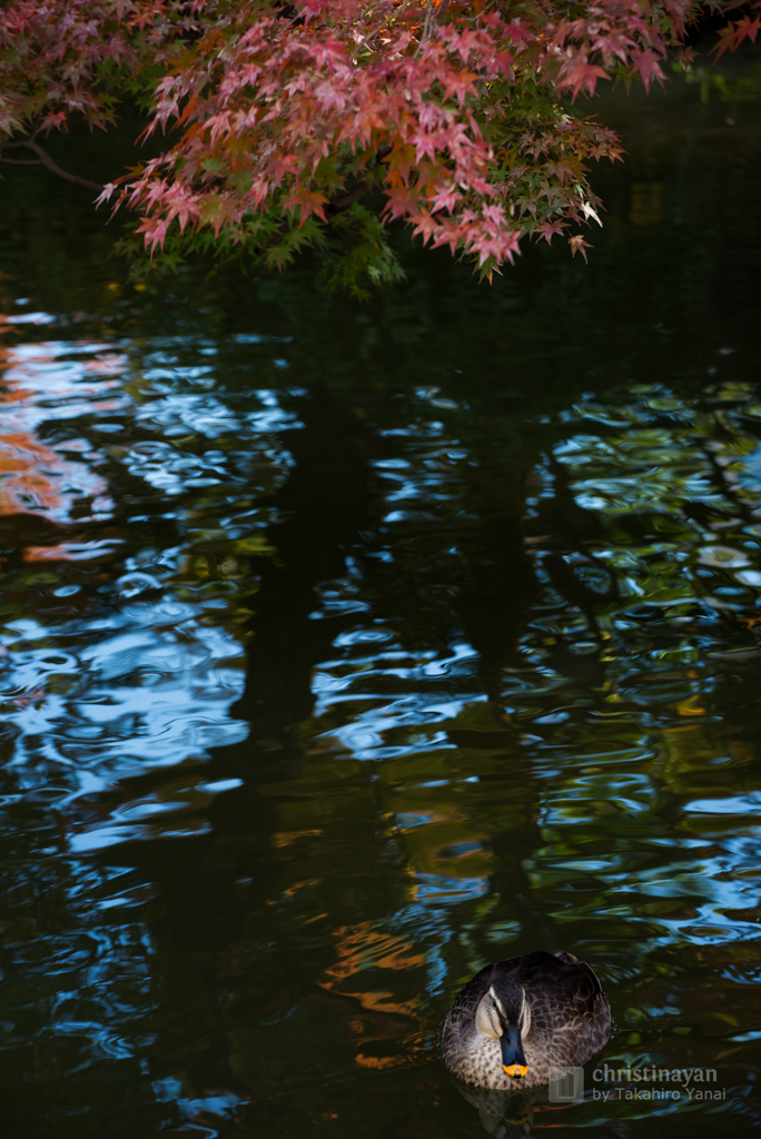 A duck at Koishikawa Korakuen Garden (小石川後楽園)