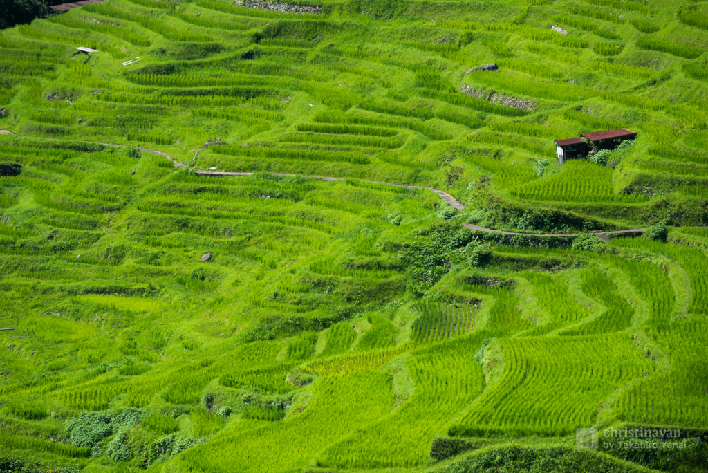 Thousands of rice fields / (Detail of Maruyama Senmaida / ) – 建築グラビア