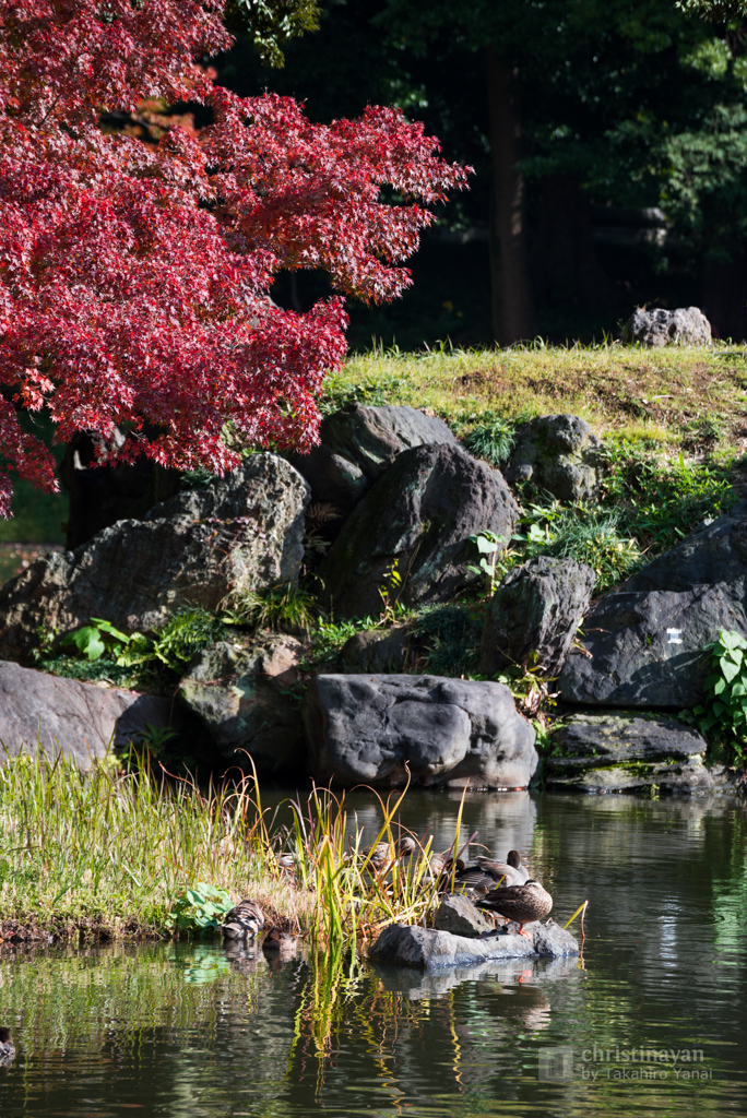 Duck at Koishikawa Korakuen Garden (小石川後楽園)