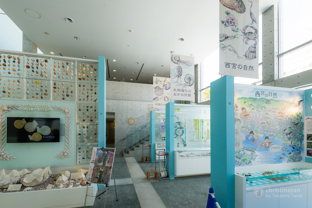Inside of Nishinomiya Shell Museum (西宮市貝類館)
