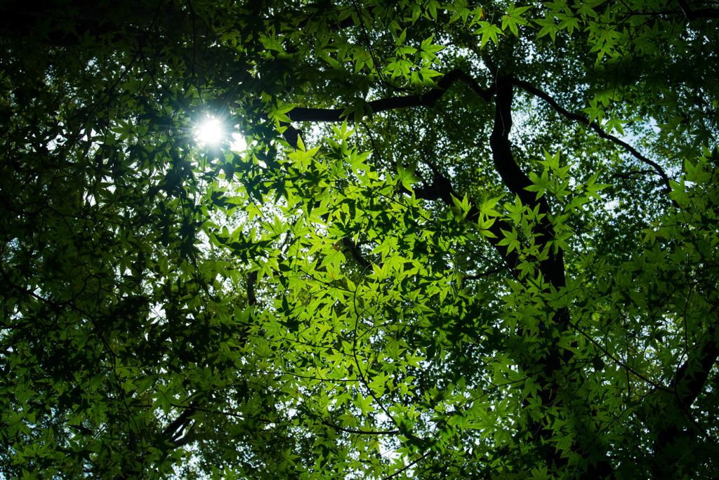 Maples in summer at Giouji Temple (祇王寺)