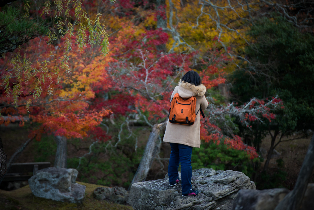 Photographer in Nara Park (奈良公園の紅葉と写真家)