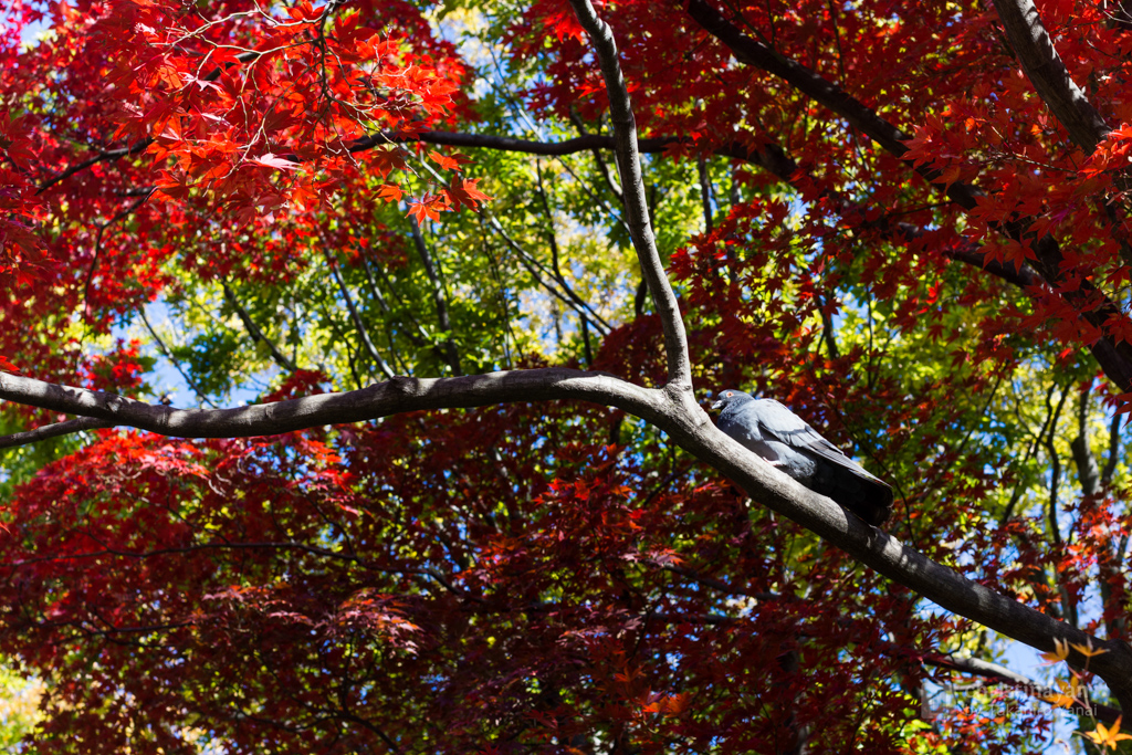 Pigeon seeing red maples in Arisugawa Park (有栖川宮記念公園)