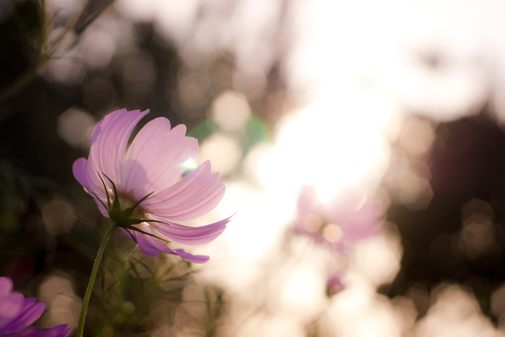 Rising cosmos (コスモス)