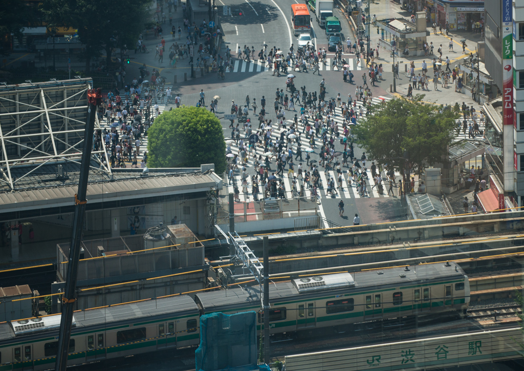 Shibuya Crossing (渋谷のスクランブル交差点)