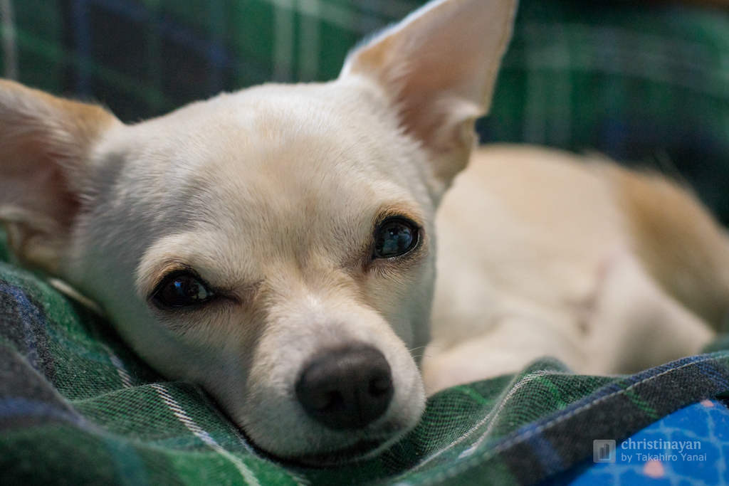 Sleepy Gee (眠いじーさん)