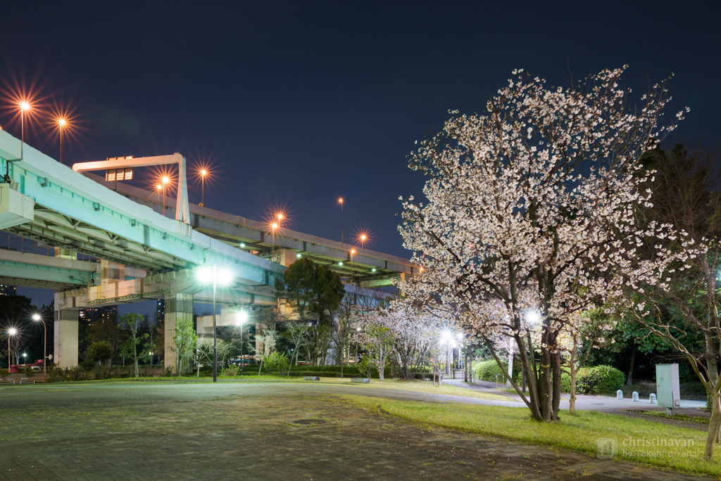 Tatsumi Junction and a cherry blossom (辰巳ジャンクションと一本桜)