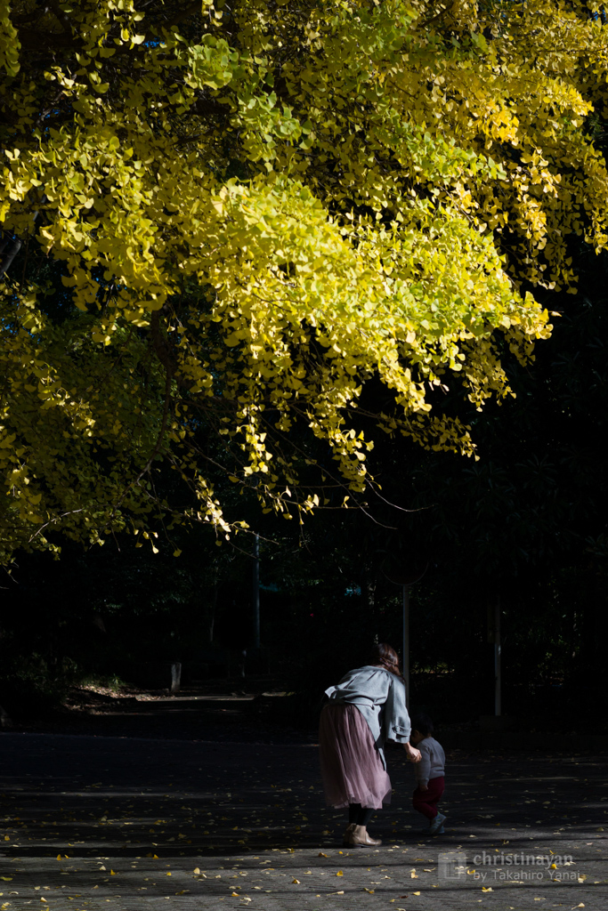 Yellow ginkgo and child in Arisugawa Park (有栖川宮記念公園)