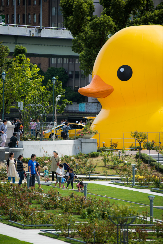 Zoom up for Rubber Duck in 2015 (ラバーダック寄り切り)