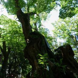 Exterior view of Kinomiya Shrine (來宮神社)