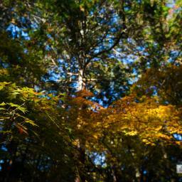 Exterior view of Tada Shrine (多田神社)