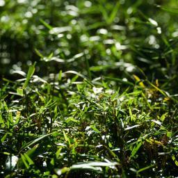 Exterior view of Expo 70 Commemoration Park, Japanese garden (日本万国博覧会記念公園　日本庭園)