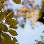 Autumn leaves (秋ですね)