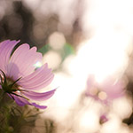 Rising cosmos (コスモス)