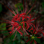 Sensitive cluster amaryllis (彼岸花を上から)